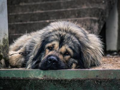 Sad Restrained Dog