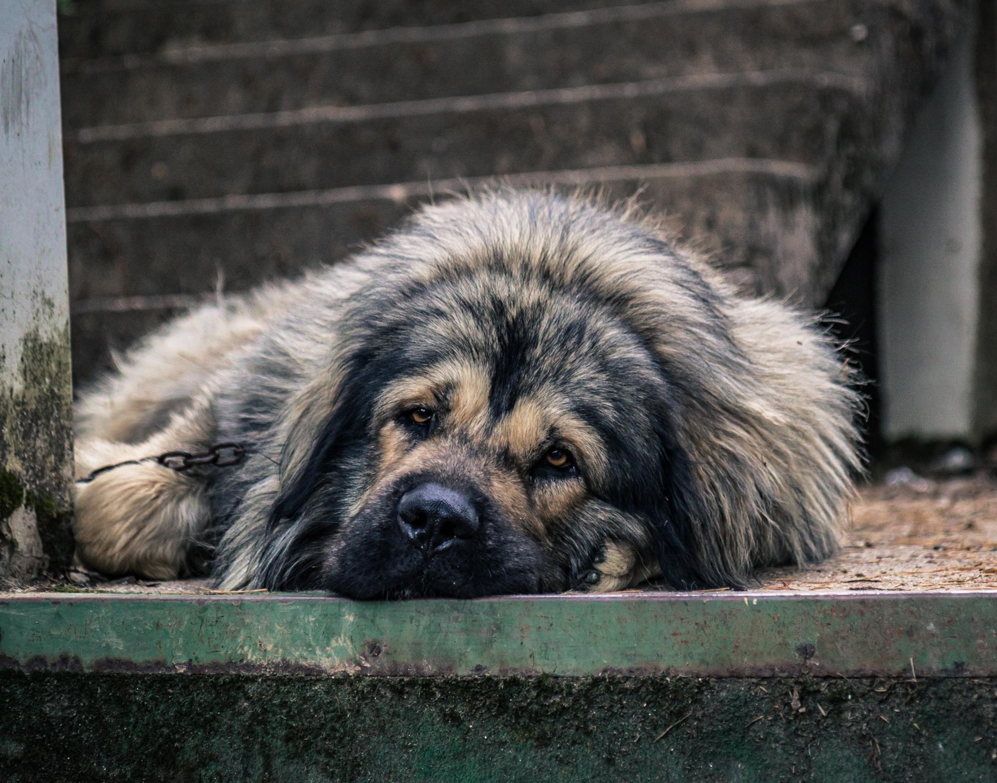 Sad Restrained Dog